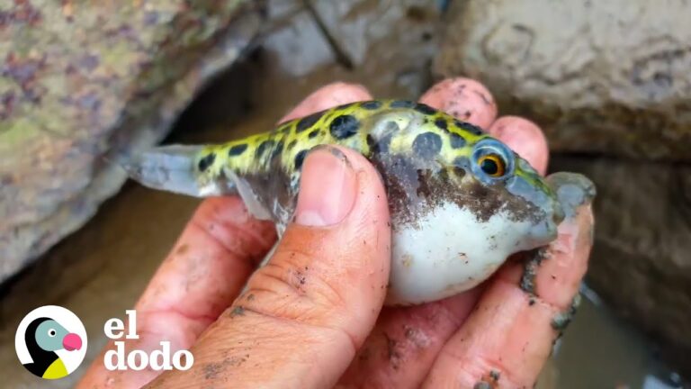Los Mejores Consejos para Preparar Pescaditos Pequeños en Casa pescaditos pequenos